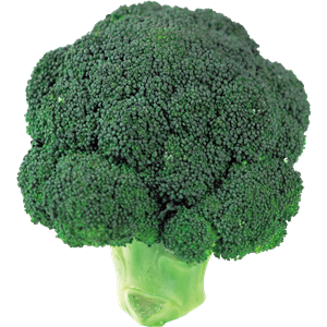 Broccoli PNG image-2821